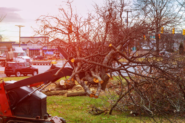 Best Tree Removal  in Roebling, NJ